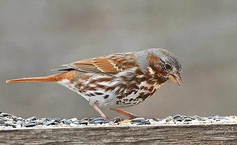 fox sparrow: passerella iliaca, a large American sparrow, sometimes split into four species in Passerella