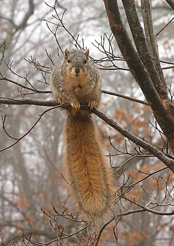 fox squirrel: any member of the species Sciurus niger of the largest tree squirrel native to North America