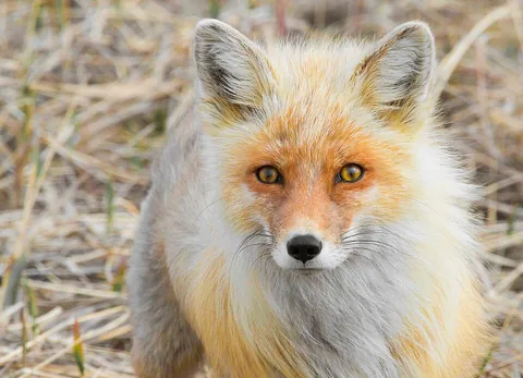 fox: any member of the genus Vulpes; a true fox