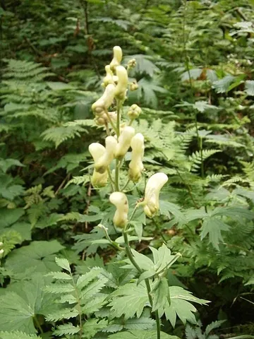 foxbane: a species of wolfsbane with yellow flowers, Aconitum vulparia