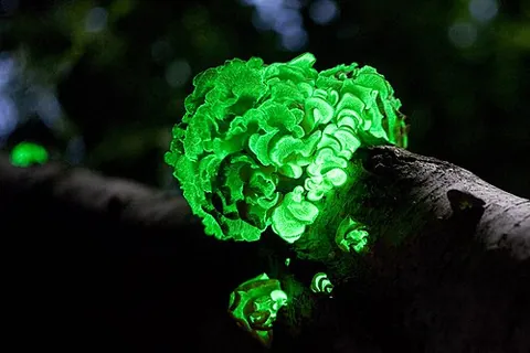 foxfire: bioluminescence created by some types of fungus, particularly those growing on rotting wood