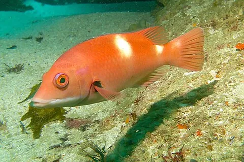 foxfish: a fox shark or sea fox