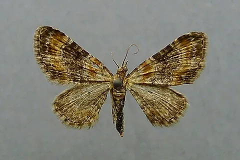 foxglove pug: a geometer moth of species Eupithecia pulchellata, found in Europe, with alternating bands of dark...