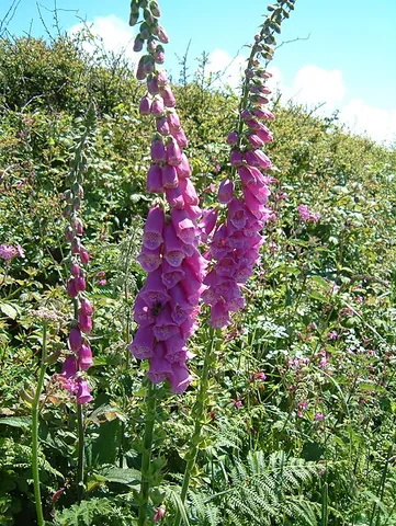 foxglove: any member of the genus Digitalis of about twenty species of herbaceous biennials native to the Old...
