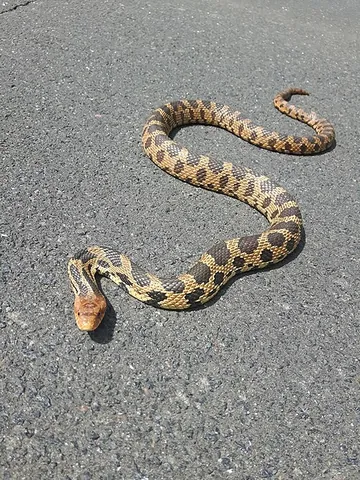 foxsnake: common name of three North American rat snakes of genus Pantherophis