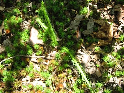 foxtail clubmoss: a clubmoss of the species Lycopodiella alopecuroides