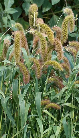 foxtail millet: a plant of the second-most widely planted species of millet (Setaria italica), which is the most...