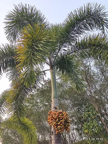 foxtail palm: a species of palm, Wodyetia bifurcata, native to Australia
