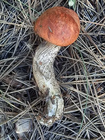 foxy bolete: the edible mushroom native to Europe, Leccinum vulpinum