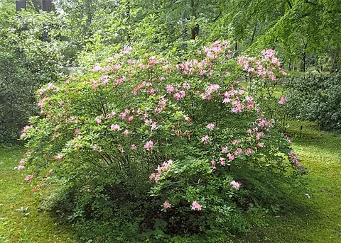 fragrant azalea: an azalea of species Rhododendron arborescens, of the eastern seaboard of the US