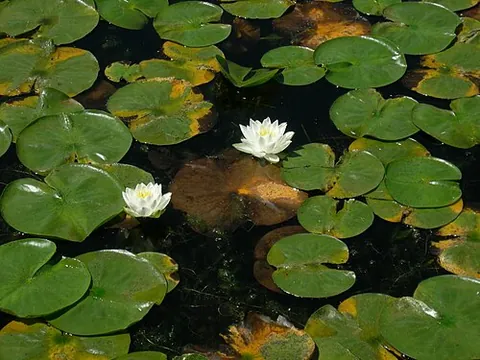 fragrant water lily: a plant of the species Nymphaea odorata, native to Central and North America
