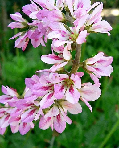francoa: any plant of the genus Francoa, with white, pink or red flowers, native to Chile
