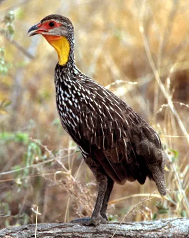francolin: any of various terrestrial birds of several genera in family Phasianidae, principally in tribe...