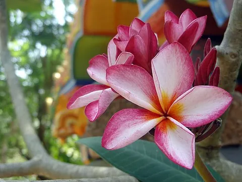 frangipani: any of several tropical American shrubs and trees of the genus Plumeria, having fragrant, showy,...