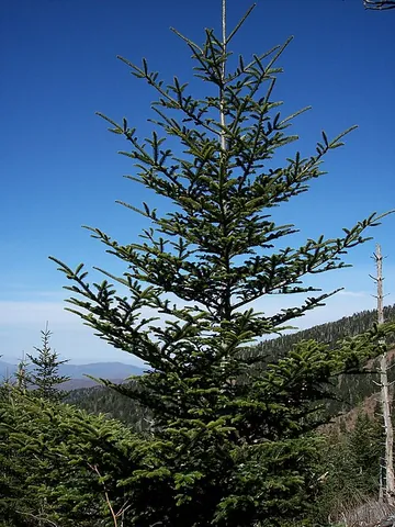 fraser fir: a North American species of fir tree (Abies fraseri)