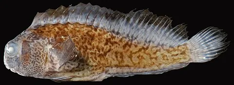 freckled blenny: hypsoblennius ionthas, a species of combtooth blenny