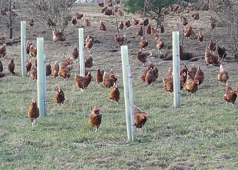 free-range: of, pertaining to, or produced by animals that are allowed to roam freely, rather than being...