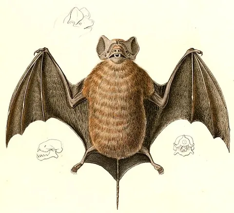 free-tailed bat: any member of the family Molossidae of bats, many species of which are known as mastiff bats, of...