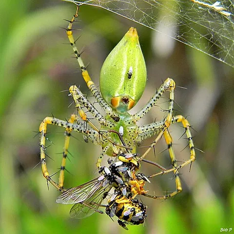 freeloader fly: a fly in the family Milichiidae, known for feeding off the prey caught by spiders or other predators
