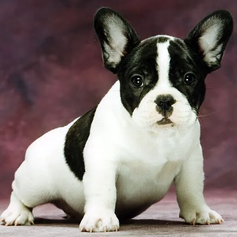 french bulldog: a small companion breed of dog