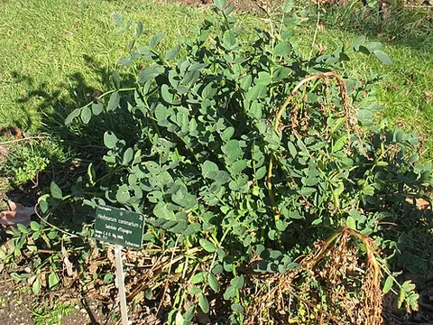 french honeysuckle: a perennial herb, Hedysarum coronarium, native to Northern Africa and Spain