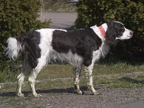 french spaniel: a breed of dog of the Spaniel-like setter. It was developed in France and Canada as a hunting dog,...