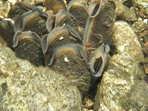 freshwater pearl mussel: any member of endangered species Margaritifera margaritifera of freshwater mussel, capable of...