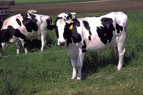 friesian: a breed of black and white dairy cattle; any individual cow of that breed
