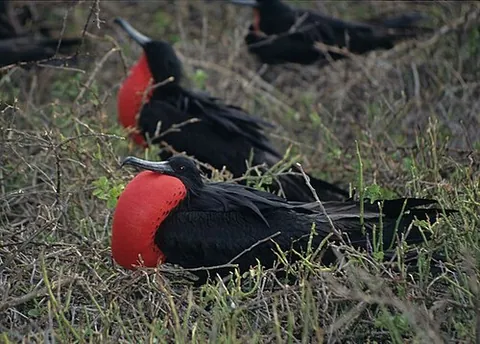 frigatebird: any of five species of bird in the genus Fregata, the only genus in the family Fregatidae