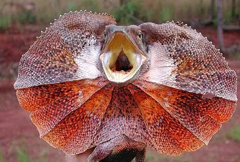 frilled lizard: a lizard of species Chlamydosaurus kingii, native to northern Australia and southern New Guinea,...