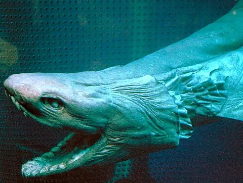 frilled shark: chlamydoselachus anguineus, of wide distribution in mostly in outer continental shelves