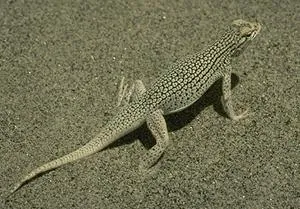 fringe-toed lizard: any member of the genus Uma, sand-dwelling lizards of deserts in southwestern North America