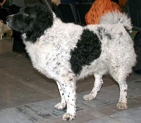 frisian water dog: a breed traditionally used as a hunting dog for small game and waterfowl and native to the province...