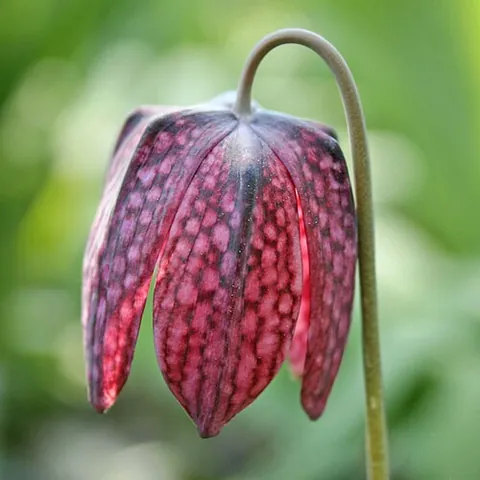 fritillary: any of several bulbous perennial plants, of the genus Fritillaria, having flowers with a spotted or...