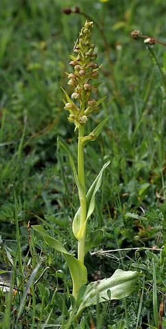 frog orchid: coeloglossum viride, a long-bracted green orchid