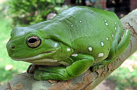 frog: any of a class of small tailless amphibians of the order Anura that typically hop