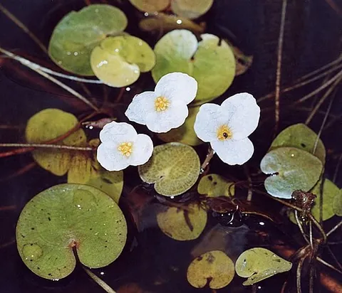 frogbit: hydrocharis morsus-ranae, with roundish leaves and small white flowers. It is free-floating