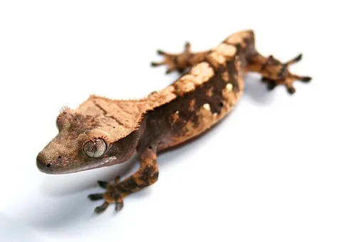 frogbutt: a crested gecko that has dropped its tail permanently
