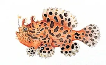 frogfish: any fish of the genus Lophius