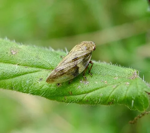 froghopper: any of various small insects of the superfamily Cercopoidea that feed on plant sap and whose larvae...