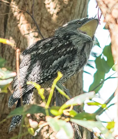 frogmouth: any of several nocturnal, insectivorous birds, of the family Podargidae in the order Podargiformes,...