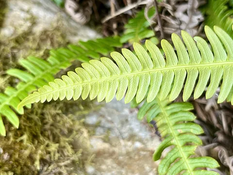 frond: the leaf of a fern, especially a compound leaf