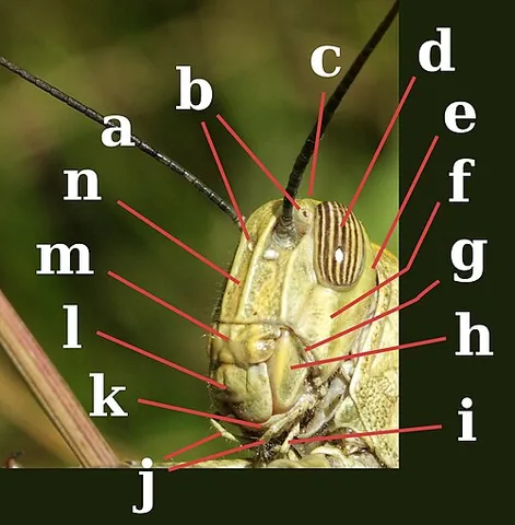 frons: in vertebrates, especially mammals, the forehead; the part of the cranium between the orbits and...