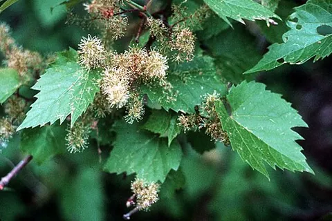 frost grape: vitis vulpina