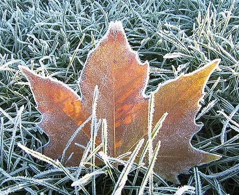 frost: a cover of minute ice crystals on objects that are exposed to the air. Frost is formed by the same...