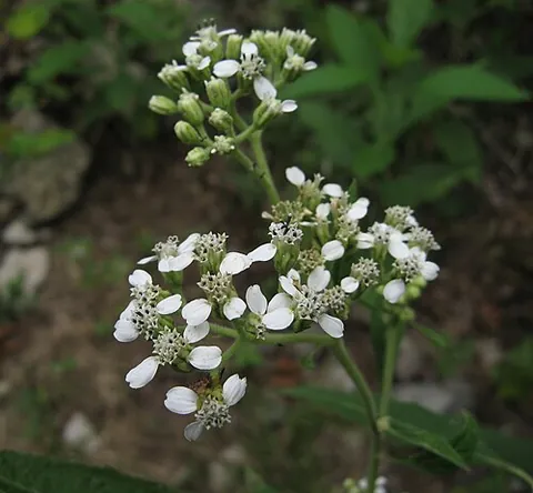 frostweed: an American species of rockrose (Crocanthemum canadense, syn. Helianthemum canadense)