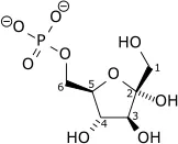 fructose 6-phosphate: a fructose derivative phosphorylated at the hydroxy group on carbon 6