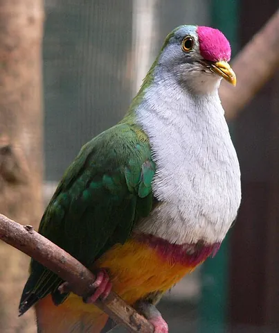 fruit dove: any bird of the genus Ptilinopus, in the pigeon and dove family Columbidae