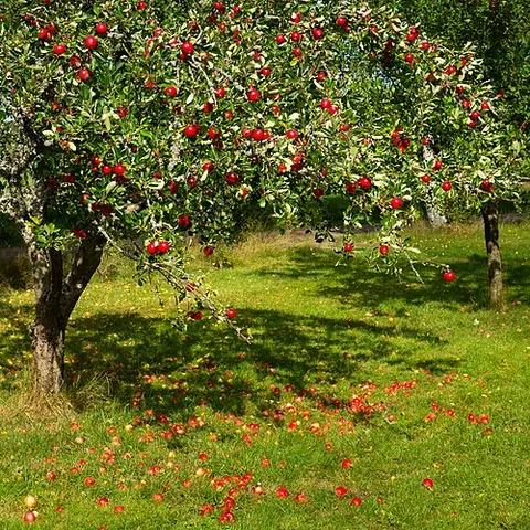 fruit tree: a tree that bears a crop of edible fruit on a regular basis