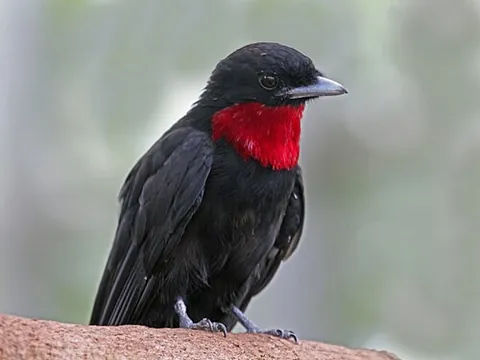 fruitcrow: any of the tropical birds in the genera Querula, Pyroderus, Haematoderus or Gymnoderus. They are...